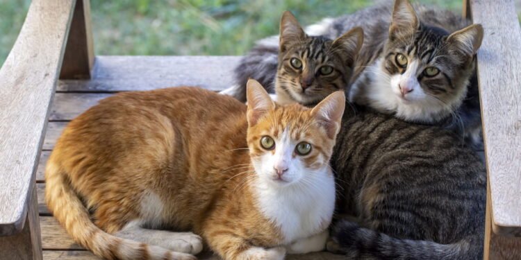 Cuidado com a limpeza da caixa dos gatos - Gatos e a higiene do ambiente - Créditos: depositphotos.com / lifeonwhite