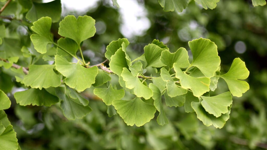 Plantas poderosas que melhoram a circulação e previnem a trombose
