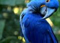 Uma arara-azul brasileira, extinta há 25 anos, nasce em um zoológico em outro país