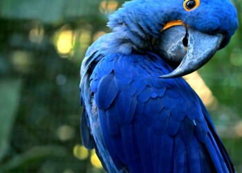 Uma arara-azul brasileira, extinta há 25 anos, nasce em um zoológico em outro país