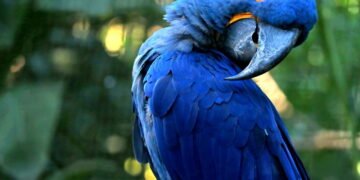 Uma arara-azul brasileira, extinta há 25 anos, nasce em um zoológico em outro país