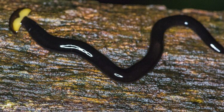 O verme invasor mais perigoso que pode estar no seu jardim