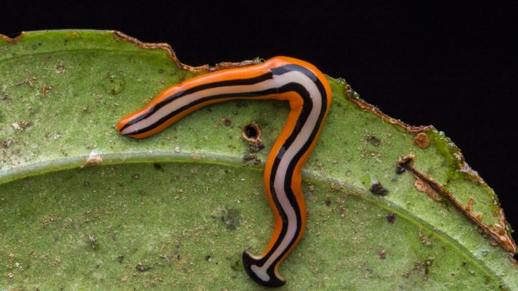 O verme invasor mais perigoso que pode estar no seu jardim