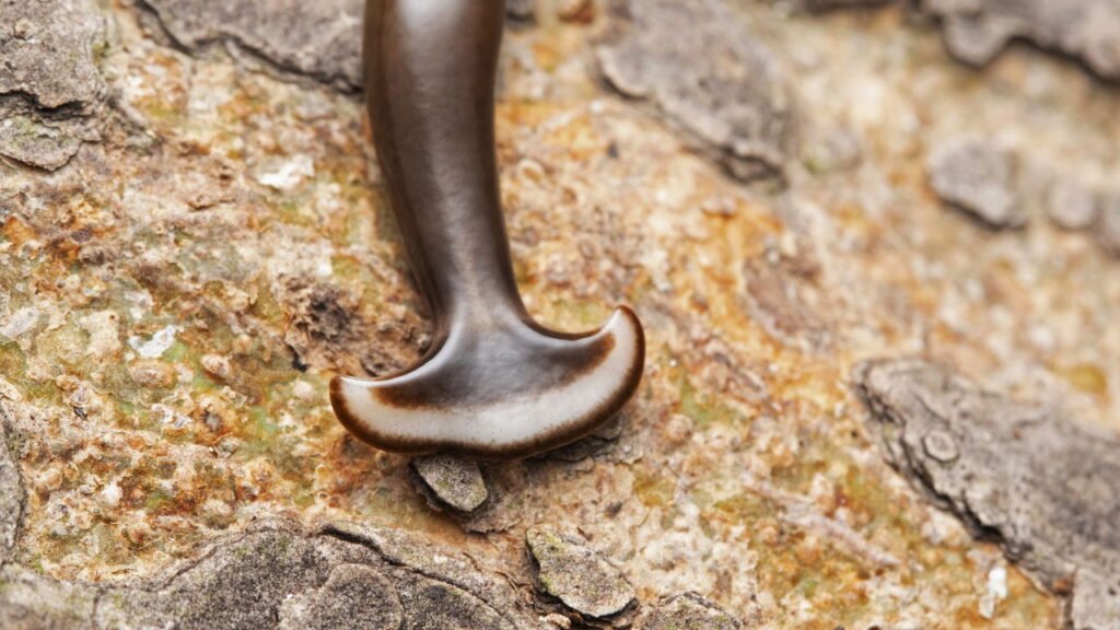 O verme invasor mais perigoso que pode estar no seu jardim