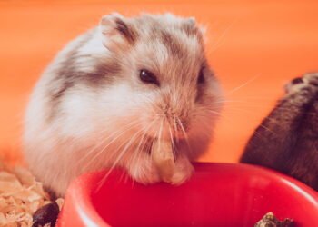 O erro mais comum que pode comprometer a vida do seu hamster