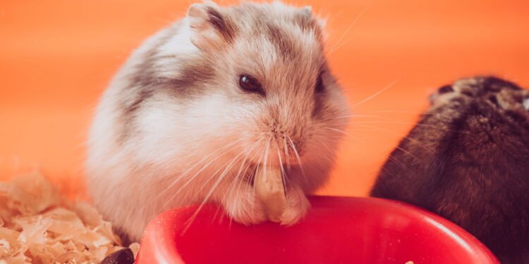 O erro mais comum que pode comprometer a vida do seu hamster