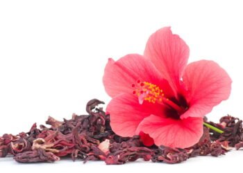 Planta fácil de cultivar que protege os ossos e melhora o bem-estar