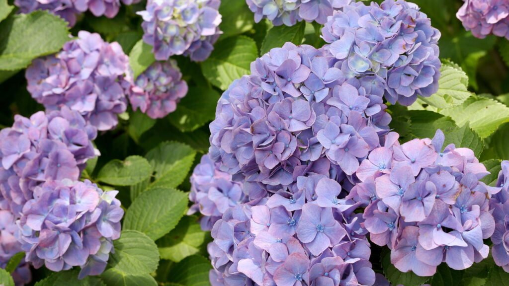 Feng Shui alerta sobre a planta que pode trazer solidão ao lar