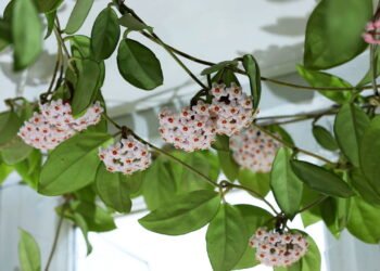 As plantas aromáticas que deixam sua casa mais acolhedora e saudável