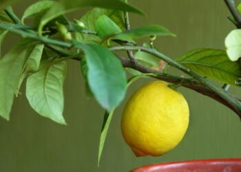 Árvores frutíferas ideais para plantar na primavera e ter frutos no verão