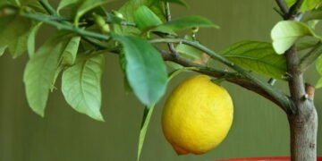 Árvores frutíferas ideais para plantar na primavera e ter frutos no verão