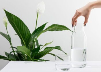 Plantas simples que reduzem umidade e deixam sua casa mais saudável