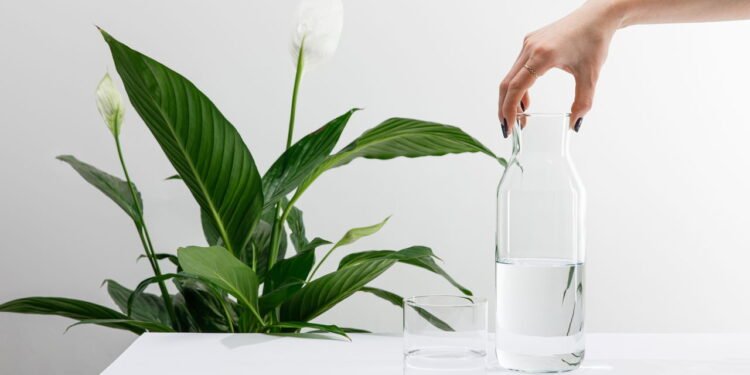 Plantas simples que reduzem umidade e deixam sua casa mais saudável