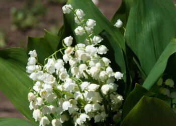 A planta mais perfumada e simbólica da primavera