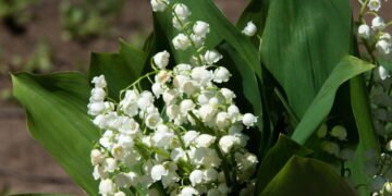 A planta mais perfumada e simbólica da primavera
