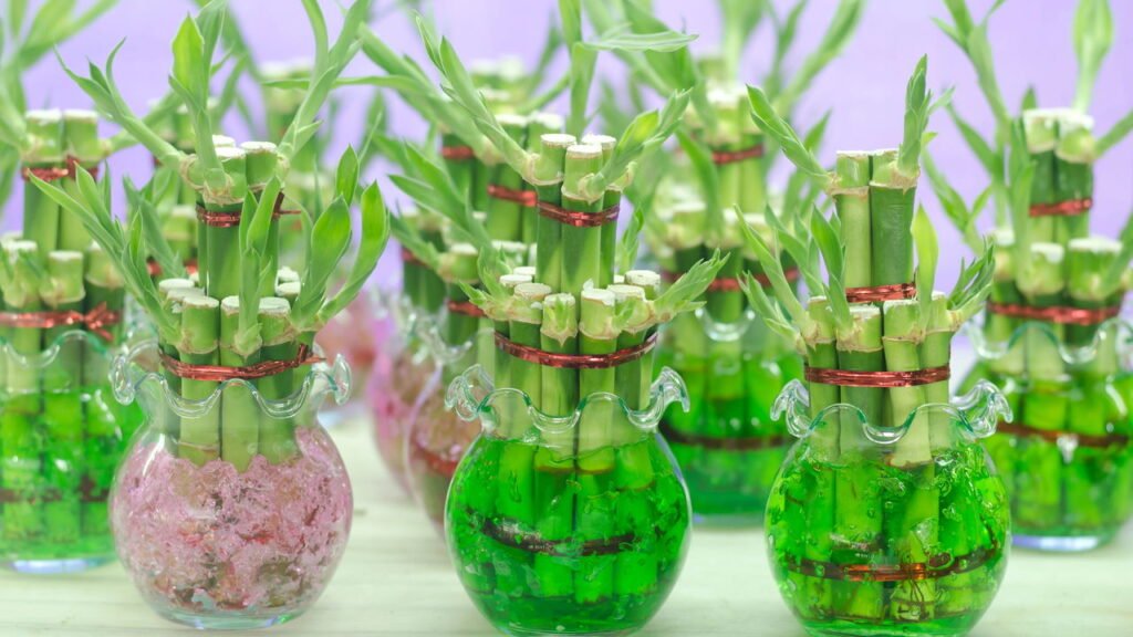 Três plantas que vivem na água e são fáceis de cultivar em casa