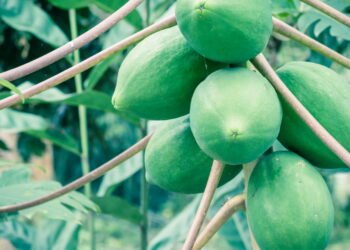 Aprenda a plantar mamão em casa e aproveite todos os seus benefícios