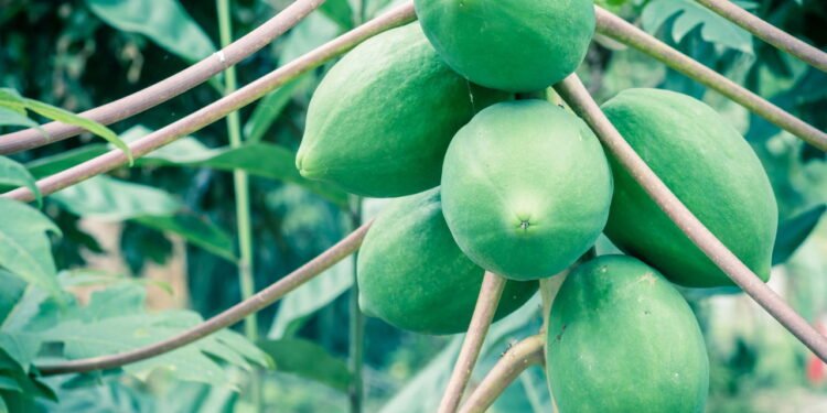 Aprenda a plantar mamão em casa e aproveite todos os seus benefícios