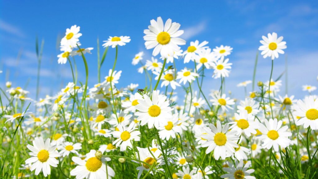 O que significa quando margaridas aparecem no seu jardim e por que pode ser preocupante