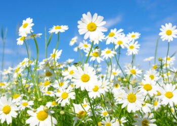 O que significa quando margaridas aparecem no seu jardim e por que pode ser preocupante