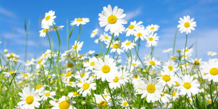 O que significa quando margaridas aparecem no seu jardim e por que pode ser preocupante