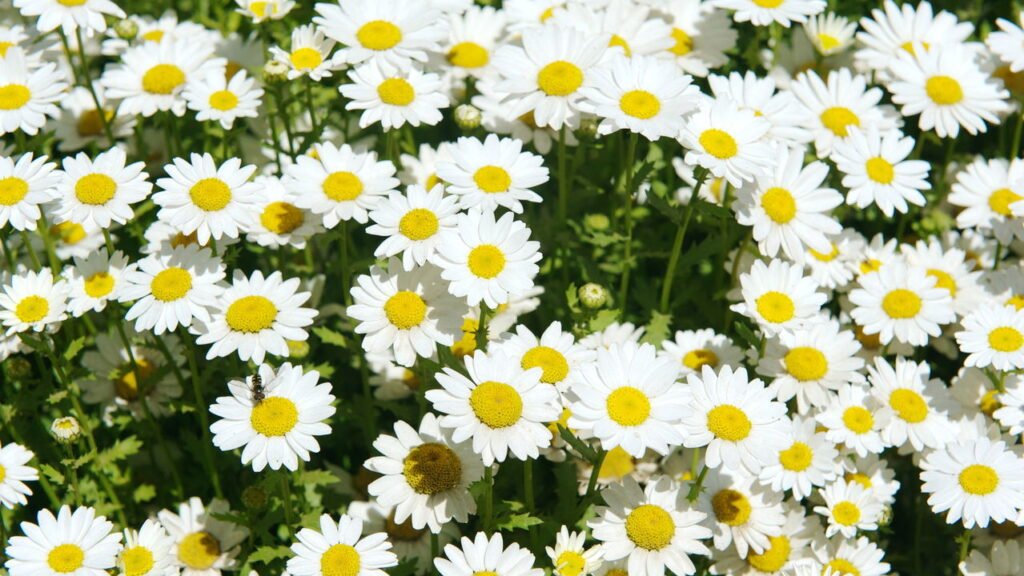 O que significa quando margaridas aparecem no seu jardim e por que pode ser preocupante