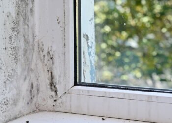 Dicas para evitar mofo em armários e gavetas em casa