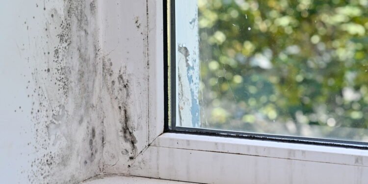 Mofo na parede de casa - Créditos: depositphotos.com / ja-aljona