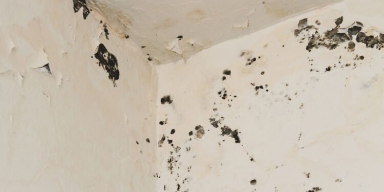 Livre-se do mofo no banheiro - Créditos: depositphotos.com / metamore