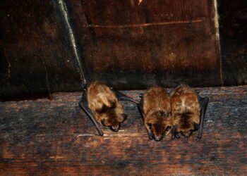 Melhores métodos para se livrar de morcegos em casa sem riscos