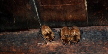Melhores métodos para se livrar de morcegos em casa sem riscos