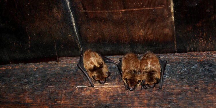 Melhores métodos para se livrar de morcegos em casa sem riscos