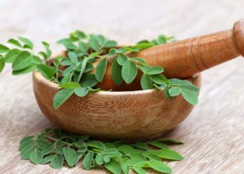 Como cultivar moringa em casa e aproveitar seus benefícios para a saúde