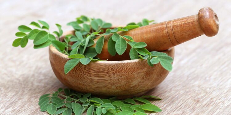 Como cultivar moringa em casa e aproveitar seus benefícios para a saúde