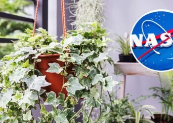 Encontramos as 10 melhores plantas para purificação do ar e pouca luz