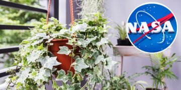 Encontramos as 10 melhores plantas para purificação do ar e pouca luz