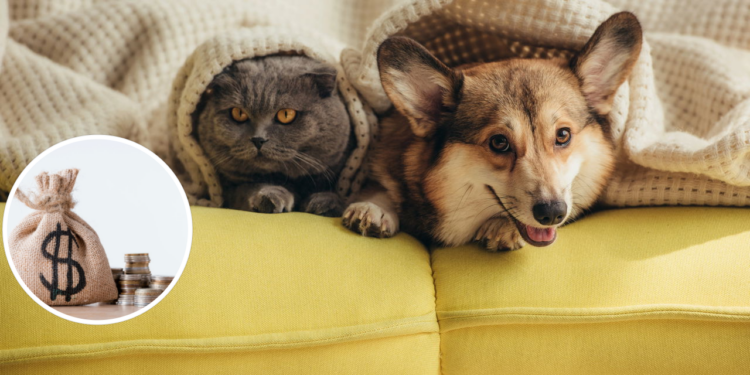 Quanto custa ter um pet em 2025 e como economizar sem perder qualidade