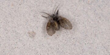 Como eliminar mosquitinhos de banheiro de forma rápida e prática