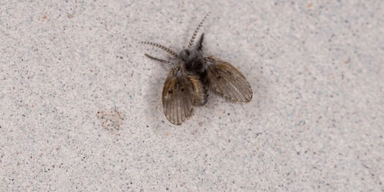 Mosquitinho de banheiro - Créditos: depositphotos.com / softkrafts.live.com