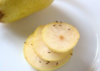 Como se livrar das moscas na fruteira com algo que você já tem em casa