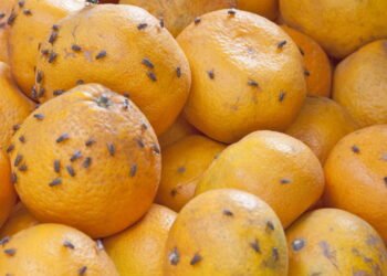 As melhores soluções caseiras para eliminar mosquitinhos de frutas