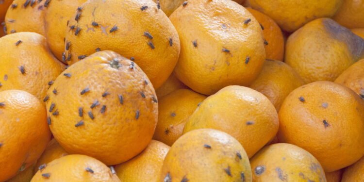 Cria ambientes agradáveis e livres de insetos naturalmente - Créditos: depositphotos.com / vlad_k