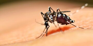 Essa solução natural pode proteger sua casa do mosquito da dengue