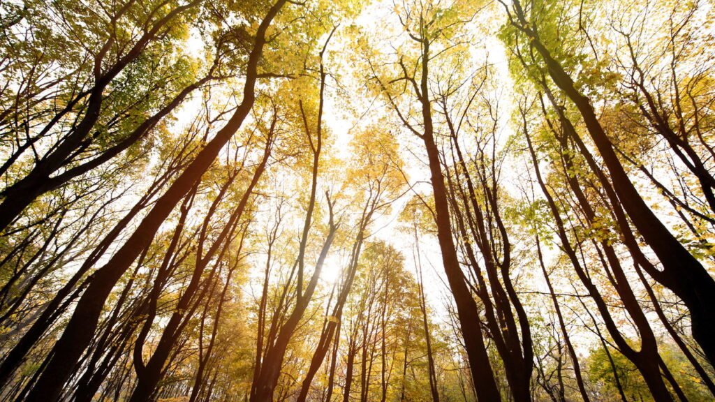 Paz interior ao ouvir natureza