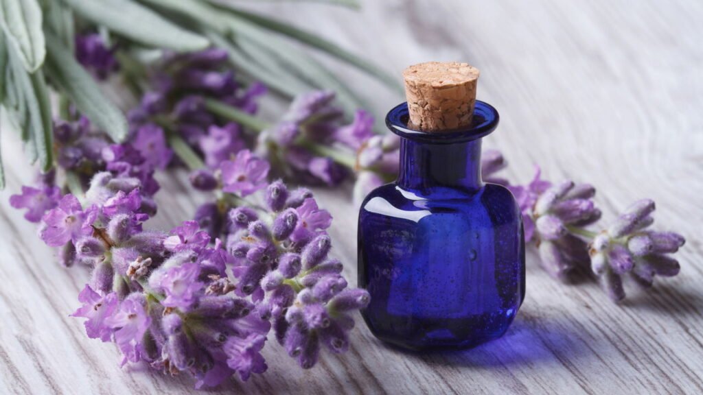 Óleo de lavanda ajuda no sono e na pele mas pode esconder riscos