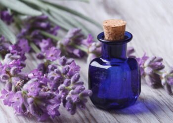 Óleo de lavanda ajuda no sono e na pele mas pode esconder riscos