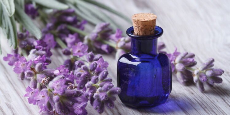 Óleo de lavanda ajuda no sono e na pele mas pode esconder riscos