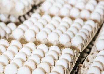 Ovos são removidos dos pontos de vendas por contaminação e risco de doenças graves