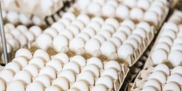 Ovos são removidos dos pontos de vendas por contaminação e risco de doenças graves