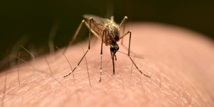 A combinação natural que virou pesadelo dos pernilongos